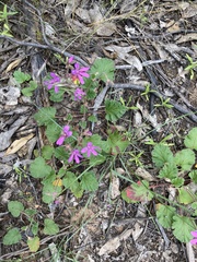 Pelargonium rodneyanum