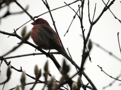 Haemorhous mexicanus