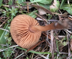 Tubaria furfuracea
