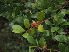 Ilex coriacea