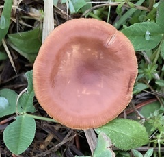 Tubaria furfuracea