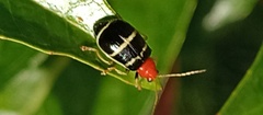Gynandrobrotica