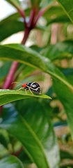 Gynandrobrotica