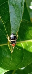Gynandrobrotica