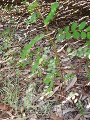 Phyllanthus tenellus