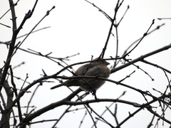 Haemorhous mexicanus