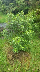 Olearia avicenniifolia