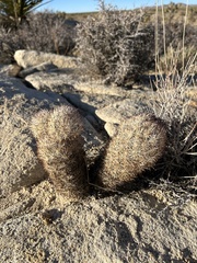 Escobaria alversonii