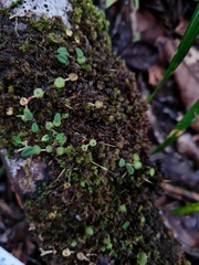 Bulbophyllum pygmaeum