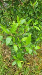 Olearia avicenniifolia