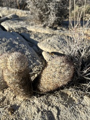 Escobaria alversonii