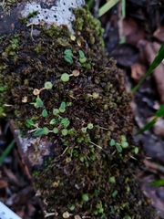 Bulbophyllum pygmaeum
