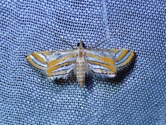 Eoophyla