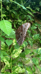 Morpho helenor montezuma