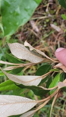 Olearia avicenniifolia