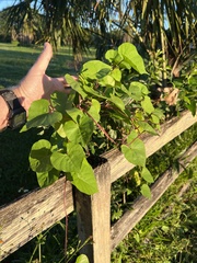 Ipomoea alba