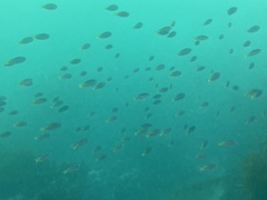 Chromis punctipinnis
