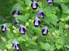 Torenia fournieri