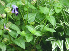 Torenia fournieri