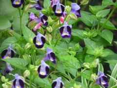 Torenia fournieri