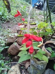 Salvia sessei