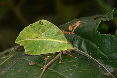 Typophyllum mortuifolium