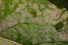 Golovinomyces cynoglossi