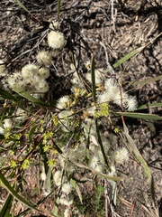 Eucalyptus viridis