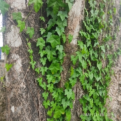 Menispermum dauricum