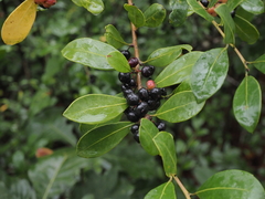 Ilex coriacea