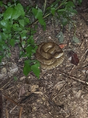 Bothrops atrox