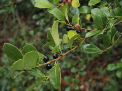 Ilex coriacea