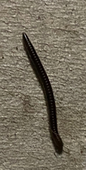 Julidae