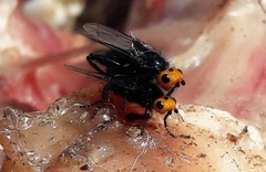 Thyreophora cynophila