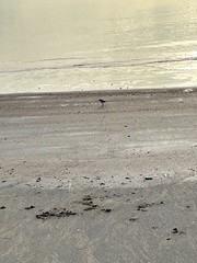 Charadrius ruficapillus