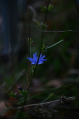 Cichorium