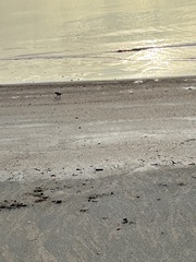 Charadrius ruficapillus