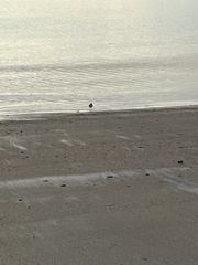 Charadrius ruficapillus