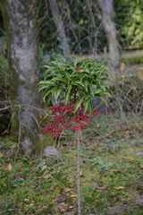 Ardisia crenata