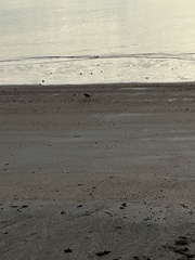 Charadrius ruficapillus