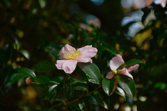 Camellia sasanqua
