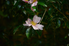 Camellia sasanqua
