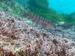 Heterostichus rostratus