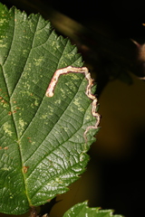 Stigmella aurella