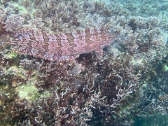 Heterostichus rostratus