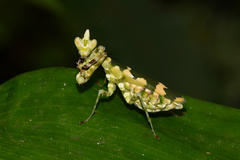 Callibia diana