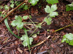 Ranunculus uncinatus