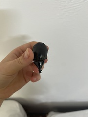 Xylotrupes australicus