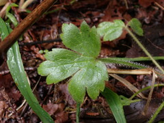 Ranunculus uncinatus