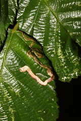 Stigmella aurella